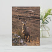 Red Stag Invitation Kaart (Staand voorkant)