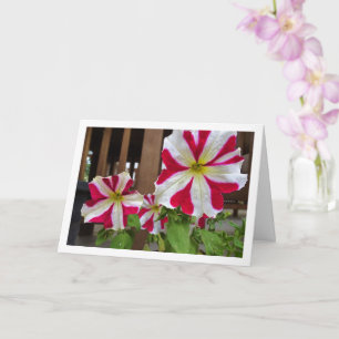Red Star Petunia-bloemen Kaart