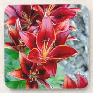 Red Stargazer Lily Bier Onderzetter