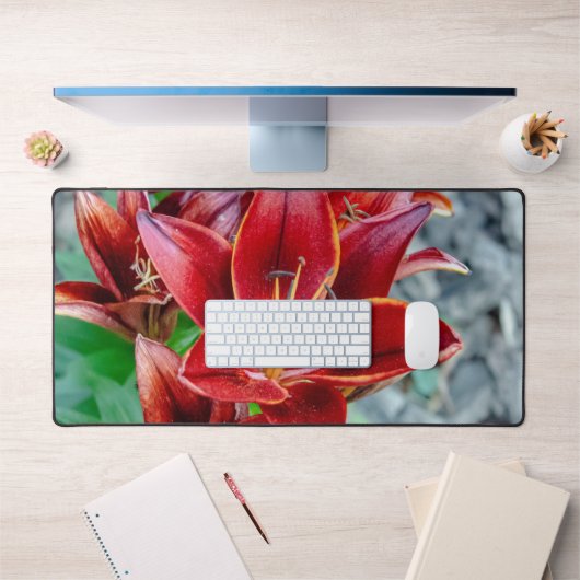 Red Stargazer Lily Flower, Photographie canadienne (Bureau 1)