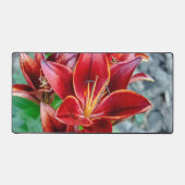 Red Stargazer Lily Flower, Photographie canadienne (Recto)