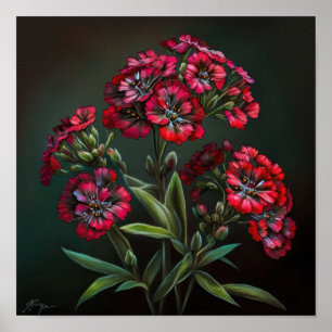 Red Sweet William Flower Art Print Poster