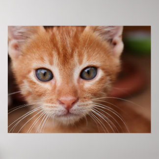 Red Tabby Kitten Poster