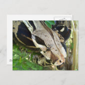 Red Tail Boa Briefkaart (Voorkant / Achterkant)