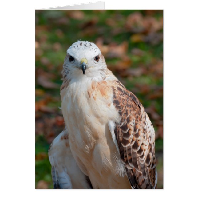 Red Tail Hawk (Voorkant)