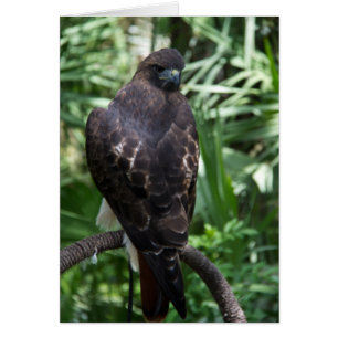 Red Tail Hawk Bird Kaart
