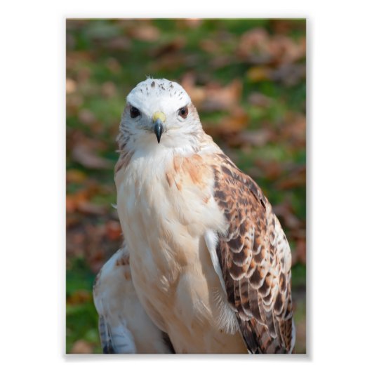 Red Tail Hawk Closeup Foto Afdruk (Voorkant)