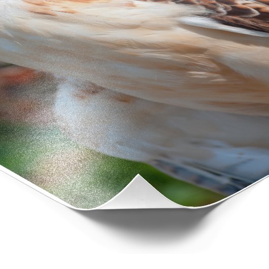 Red Tail Hawk Closeup Foto Afdruk (Hoek)