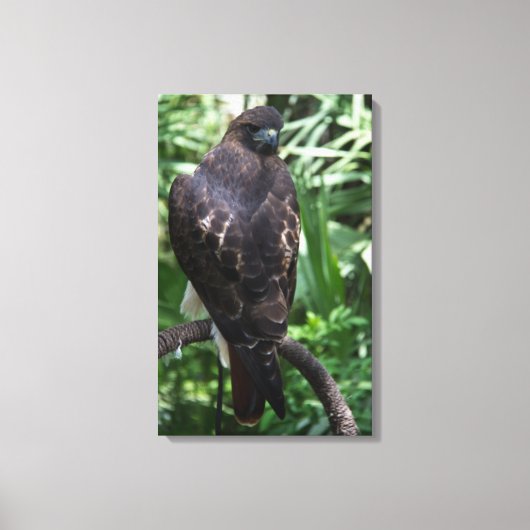 Red Tail Hawk Fotobehang Ingepakt Canvas Afdruk (Voorkant)