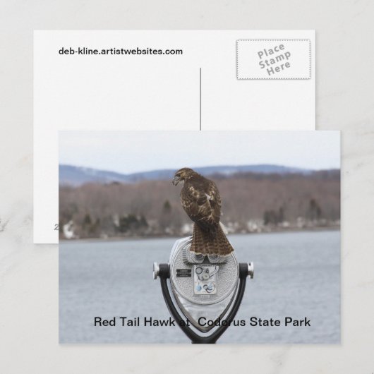 Red Tail Hawk in het staatspark van Codorus Briefkaart (Voorkant / Achterkant)