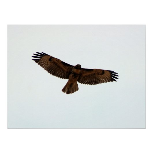 Red Tail Hawk in vlucht Perfect Poster (Voorkant)