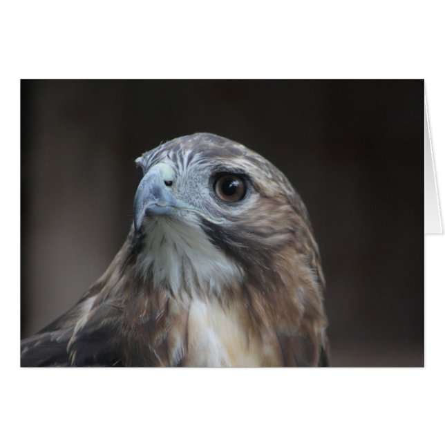 Red Tail Hawk-kaart (Voorkant Horizontaal)