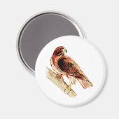 Red Tail Hawk Magneet (Voorkant / Achterkant)