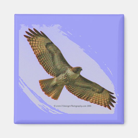 Red Tail Hawk magneet (Voorkant)