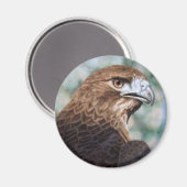 Red-tail Hawk Magnet Magneet (Voorkant / Achterkant)