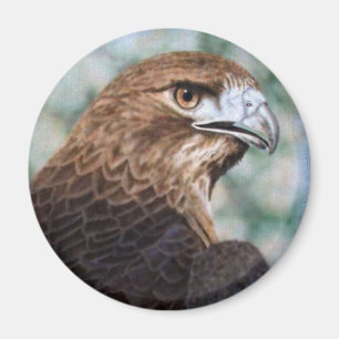 Red-tail Hawk Magnet Magneet