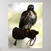 Red-tail Hawk op handschoen Poster (Voorkant)