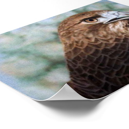 Red-tail Hawk Poster (Hoek)