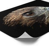 Red-tail Hawk Poster (Hoek)