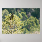 Red-tail Hawk Poster (Voorkant)