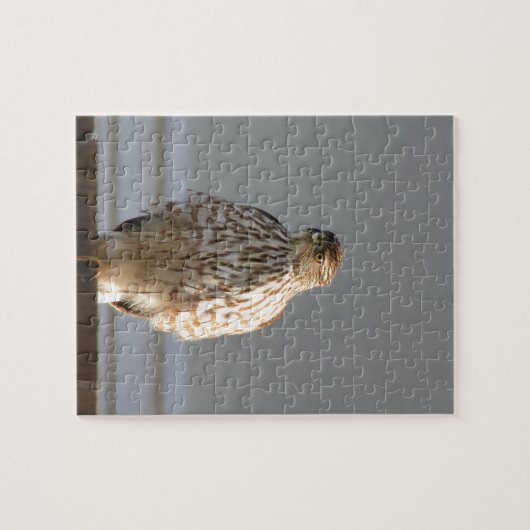 Red Tail Hawk puzzle (Horizontal)
