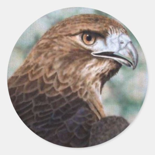 Red-tail Hawk Sticker (Voorkant)