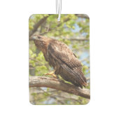 Red Tail Hawk - vogel van Prey Luchtverfrisser (Achterkant)