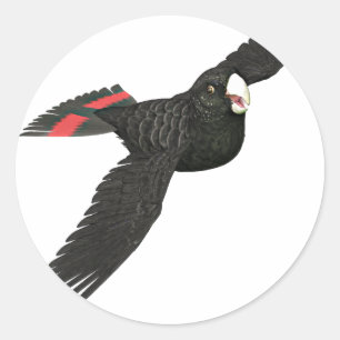 Red Tailed Black Cockato Ronde Sticker