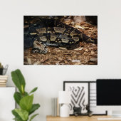 Red Tailed Boa Poster (Thuiskantoor)
