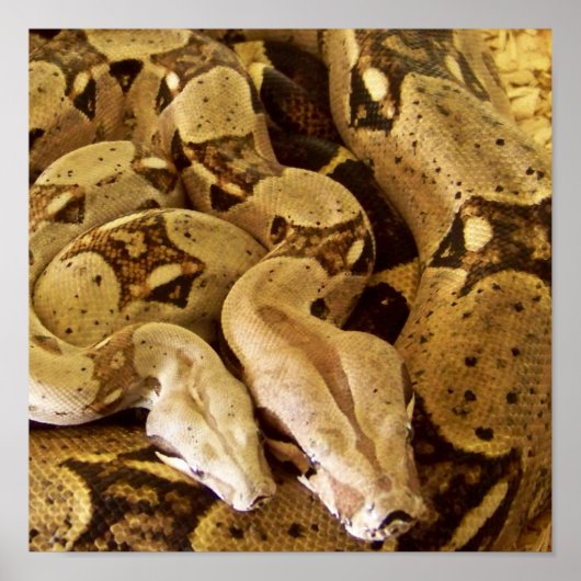 Red Tailed Boas Poster (Voorkant)