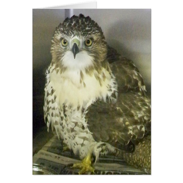 Red Tailed Hawk (Voorkant)