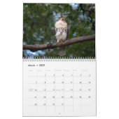 Red Tailed Hawk 2025 Kalender (Mar 2027)