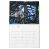 Red Tailed Hawk 2025 Kalender (Jan 2027)