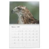 Red Tailed Hawk 2025 Kalender (Feb 2027)