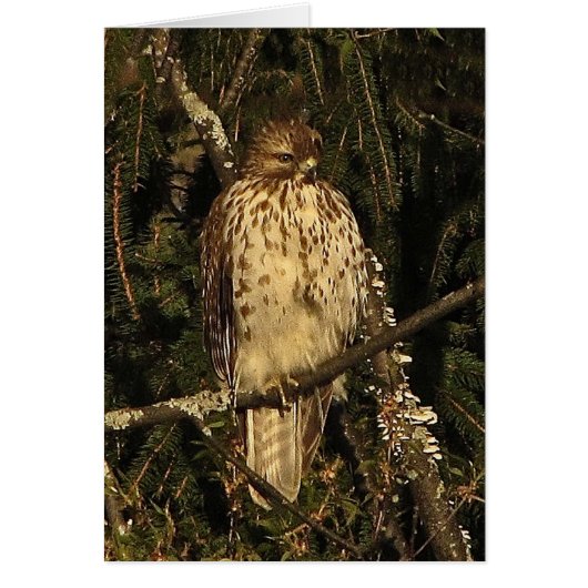 Red Tailed Hawk Blank Kaart (Voorkant)