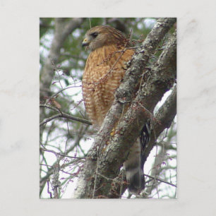 Red Tailed Hawk Briefkaart