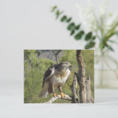 Red Tailed Hawk Briefkaart (Staand voorkant)
