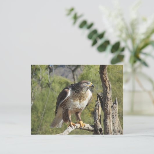 Red Tailed Hawk Briefkaart (Staand voorkant)