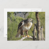 Red Tailed Hawk Briefkaart (Voorkant / Achterkant)