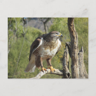 Red Tailed Hawk Briefkaart