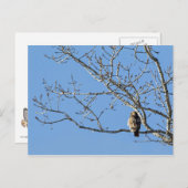 Red Tailed Hawk Briefkaart (Voorkant / Achterkant)