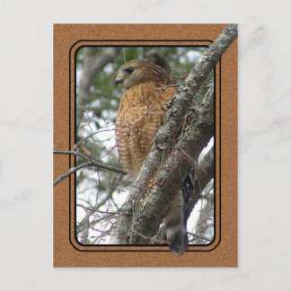 Red Tailed Hawk Briefkaart 2