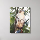 Red-Tailed Hawk Canvas Afdruk (Voorkant)
