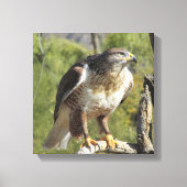 Red Tailed Hawk Canvas Afdruk (Voorkant)