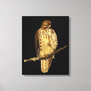 Red Tailed Hawk Canvas Afdruk
