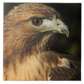 Red Tailed Hawk Ceramic Tile Tegeltje (Voorkant)