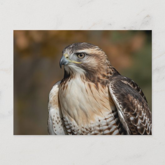 Red-tailed hawk closeup briefkaart (Voorkant)