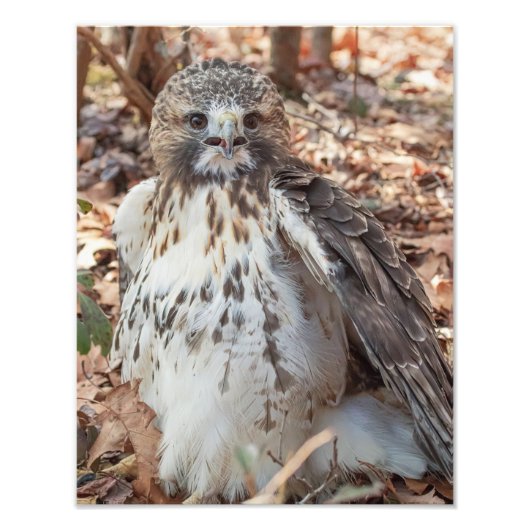 Red Tailed Hawk Foto Afdruk (Voorkant)