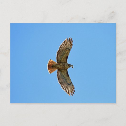 Red-Tailed Hawk Foto Briefkaart (Voorkant)