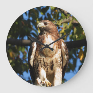 Red Tailed Hawk Grote Klok